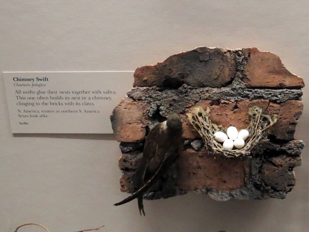 Chimney Swift nest by magnificentfrigatebird is licensed under CC BY 2.0; Gidwitz Hall of Birds, Field Museum
